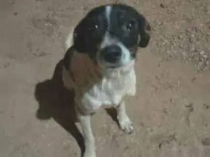 Cachorro raça SRD-ViraLata idade 2 anos nome Fred