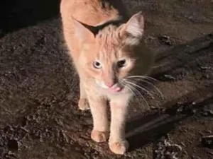 Gato raça SRD-ViraLata idade 2 anos nome NAO IDENTIFICADO