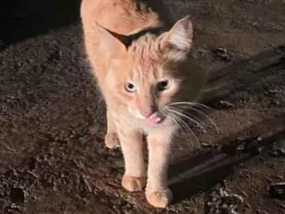 Gato raça SRD-ViraLata idade 2 anos nome NAO IDENTIFICADO
