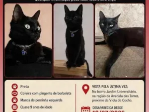 Gato raça SRD-ViraLata idade 6 ou mais anos nome Malena