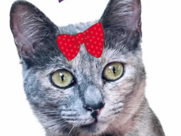 Gato raça SRD-ViraLata idade 1 ano nome Dudinha