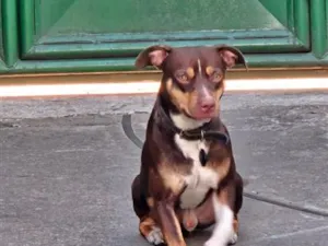 Cachorro raça SRD-ViraLata idade 1 ano nome Snoopy