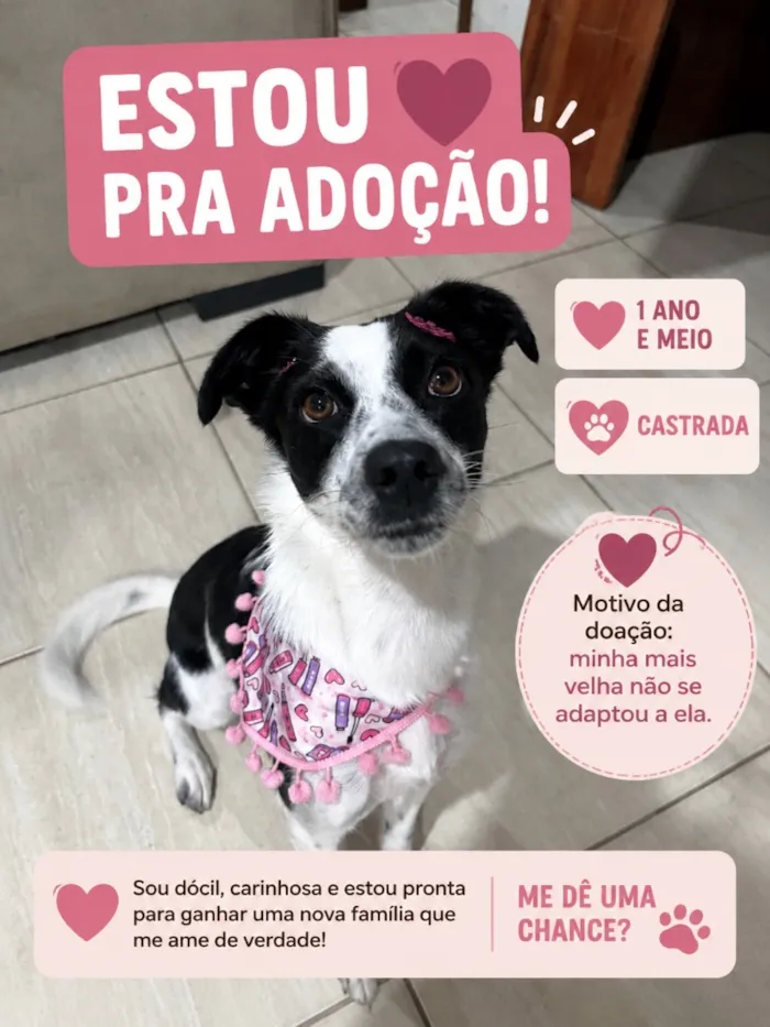 Cachorro raça SRD-ViraLata idade 1 ano nome Zara