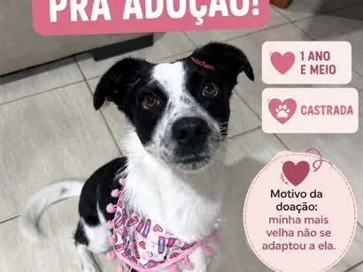 Cachorro raça SRD-ViraLata idade 1 ano nome Zara