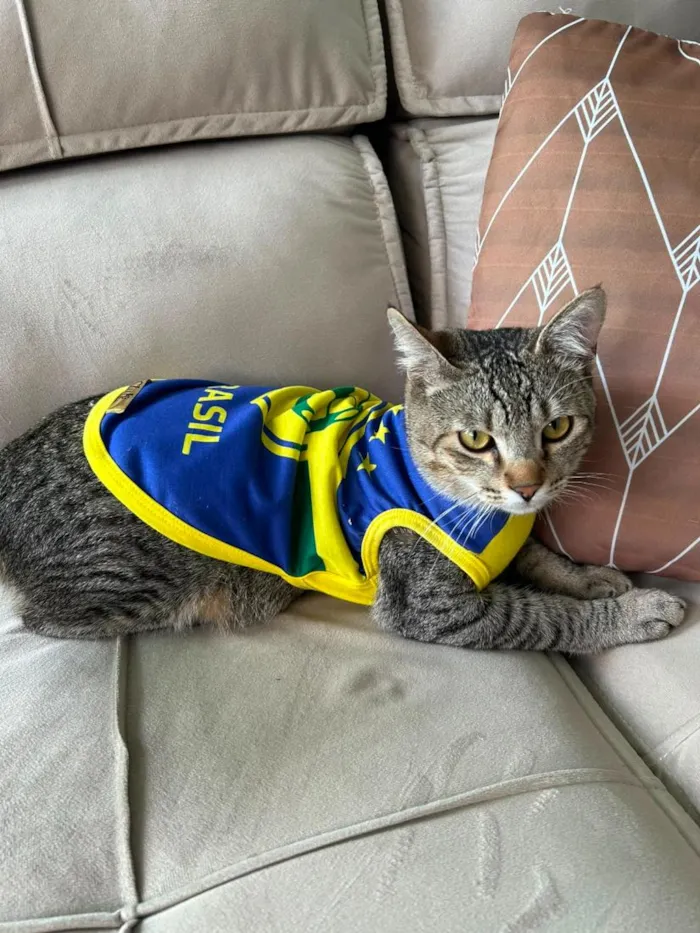 Gato raça SRD-ViraLata idade 1 ano nome Enzo