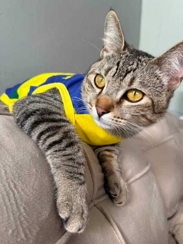 Gato raça SRD-ViraLata idade 1 ano nome Enzo