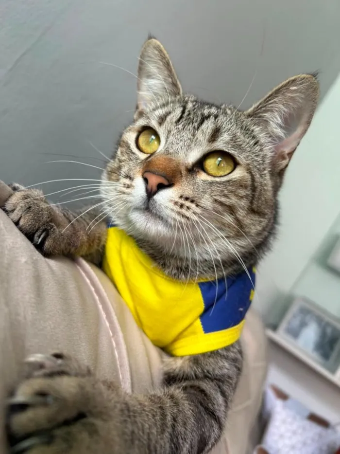Gato raça SRD-ViraLata idade 1 ano nome Enzo