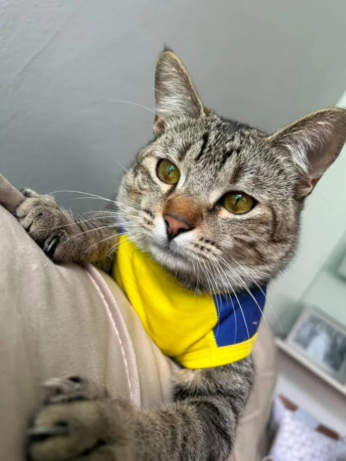 Gato raça SRD-ViraLata idade 1 ano nome Enzo