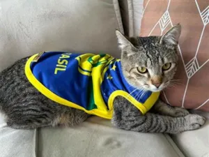 Gato raça SRD-ViraLata idade 1 ano nome Enzo