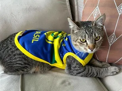 Gato raça SRD-ViraLata idade 1 ano nome Enzo