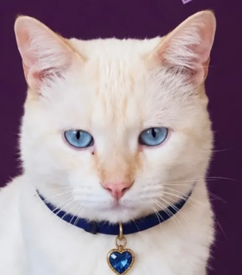 Gato raça SRD-ViraLata idade 3 anos nome João Vitor