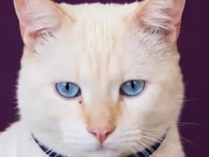 Gato raça SRD-ViraLata idade 3 anos nome João Vitor