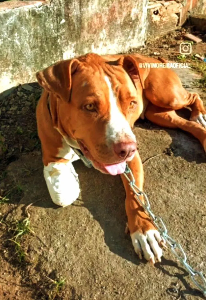 Cachorro raça Pit-Bull idade 1 ano nome Ainda não tem nome.