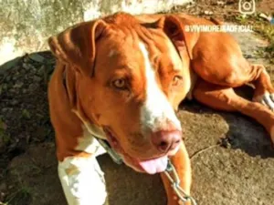 Cachorro raça Pit-Bull idade 1 ano nome Ainda não tem nome.