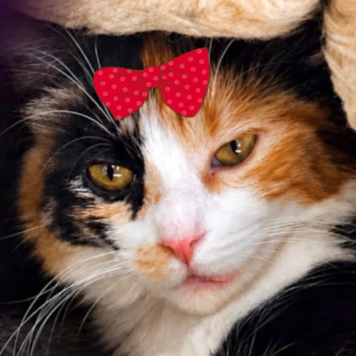 Gato raça SRD-ViraLata idade 1 ano nome Fênix