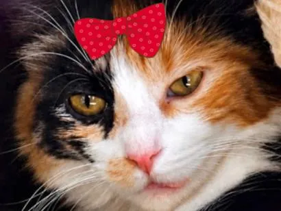 Gato raça SRD-ViraLata idade 1 ano nome Fênix