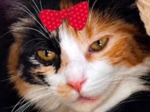 Gato raça SRD-ViraLata idade 1 ano nome Fênix