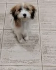 Bela