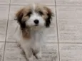 Bela