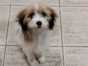 Cachorro raça SRD-ViraLata idade 7 a 11 meses nome Bela