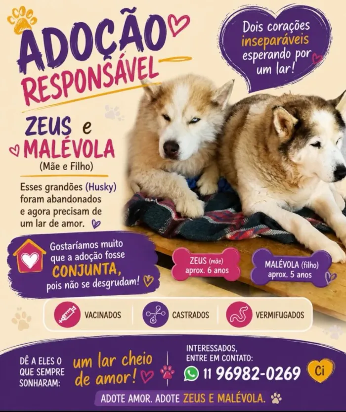 Cachorro raça Husky Siberiano idade 5 anos nome Malévola e Zeus