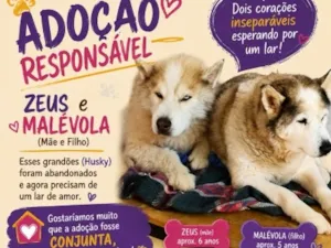 Cachorro raça Husky Siberiano idade 5 anos nome Malévola e Zeus