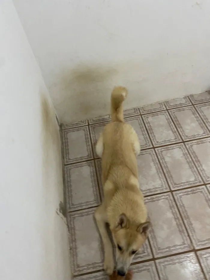 Cachorro raça SRD-ViraLata idade 1 ano nome Luke