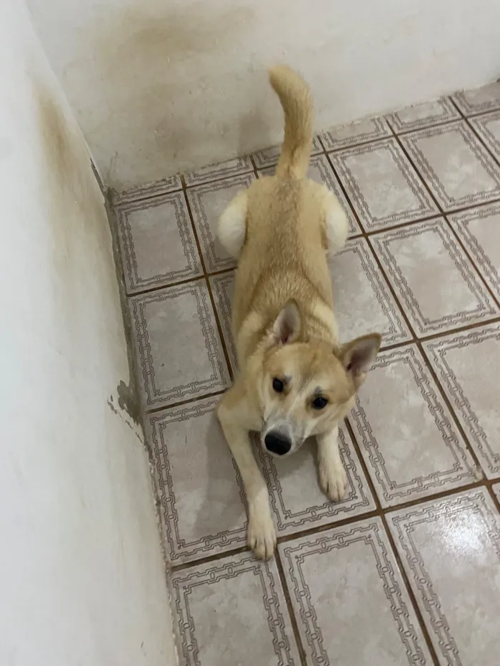 Cachorro raça SRD-ViraLata idade 1 ano nome Luke