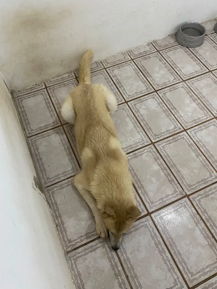 Cachorro raça SRD-ViraLata idade 1 ano nome Luke