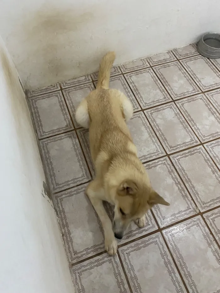 Cachorro raça SRD-ViraLata idade 1 ano nome Luke