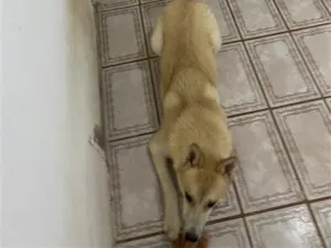 Cachorro raça SRD-ViraLata idade 1 ano nome Luke