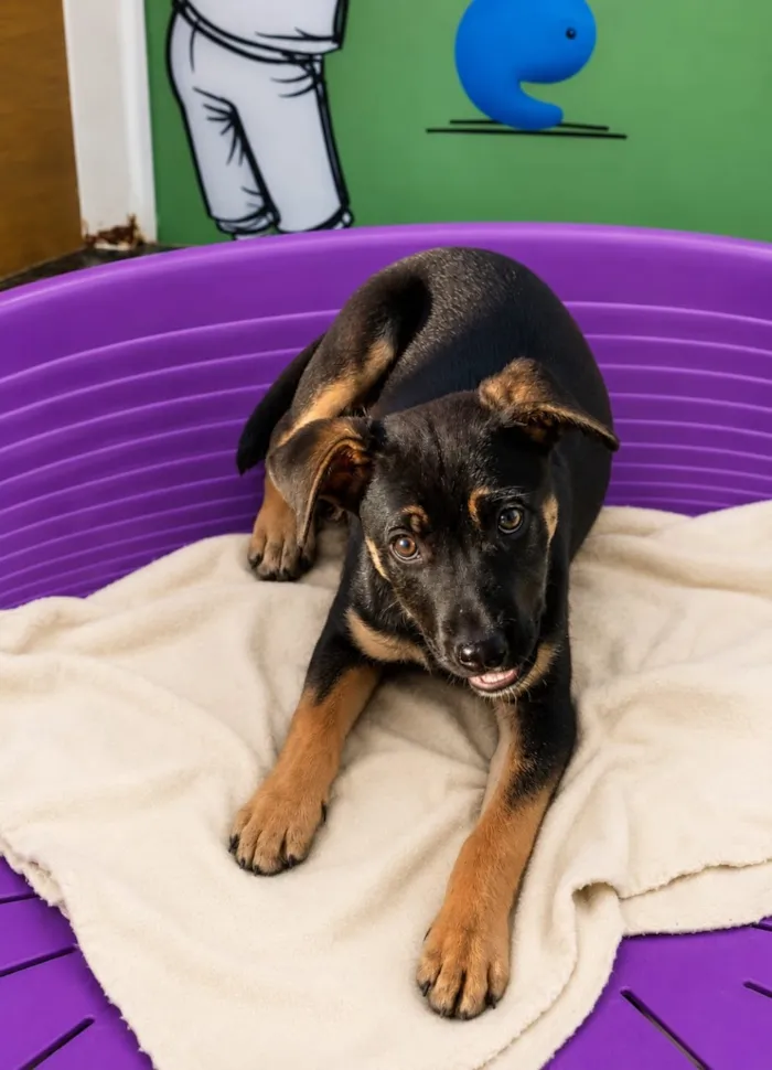 Cachorro raça SRD-ViraLata idade 2 a 6 meses nome Kira
