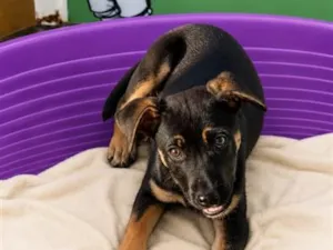 Cachorro raça SRD-ViraLata idade 2 a 6 meses nome Kira