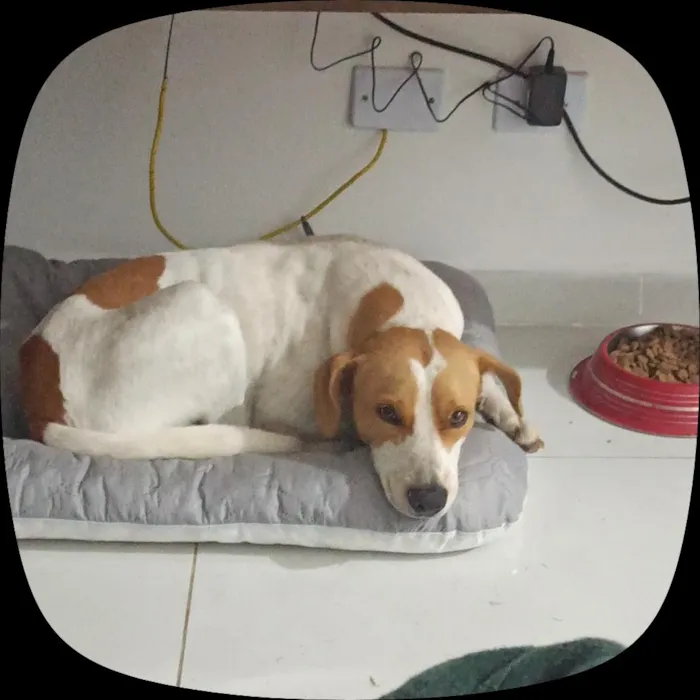 Cachorro raça SRD-ViraLata idade 2 anos nome Merlin