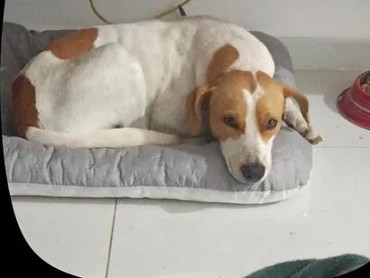 Cachorro raça SRD-ViraLata idade 2 anos nome Merlin