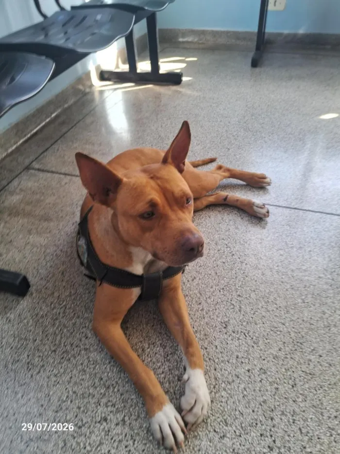 Cachorro raça SRD-ViraLata idade 1 ano nome Sheha