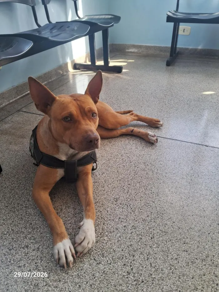 Cachorro raça SRD-ViraLata idade 1 ano nome Sheha