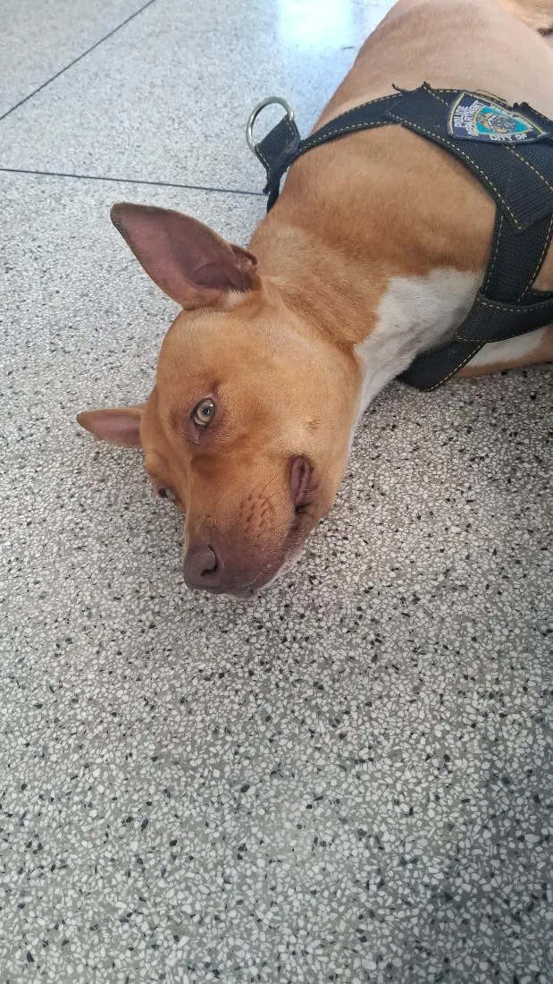Cachorro raça SRD-ViraLata idade 1 ano nome Sheha