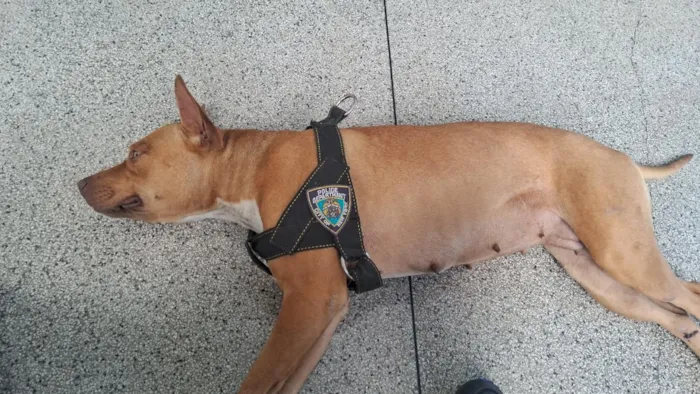 Cachorro raça SRD-ViraLata idade 1 ano nome Sheha