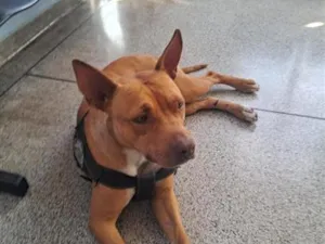 Cachorro raça SRD-ViraLata idade 1 ano nome Sheha