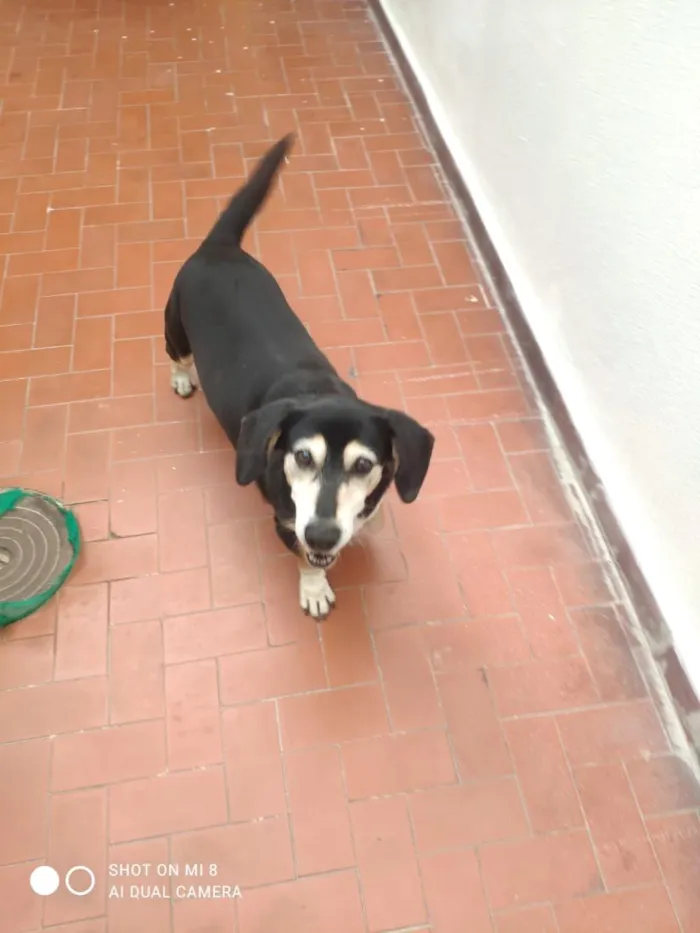 Cachorro raça SRD-ViraLata idade 6 ou mais anos nome Estrela