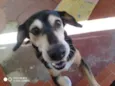 Estrela