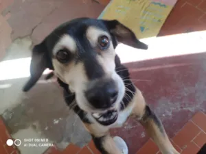 Cachorro raça SRD-ViraLata idade 6 ou mais anos nome Estrela