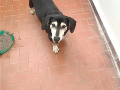 Cachorro raça SRD-ViraLata idade 6 ou mais anos nome Estrela