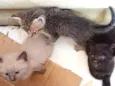 gatinhos da vênus 
