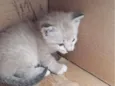 gatinhos da vênus 