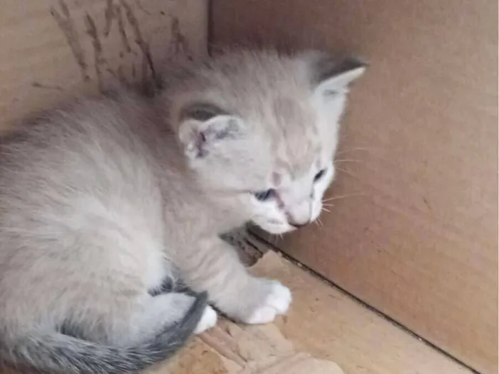Gato raça SRD-ViraLata idade Abaixo de 2 meses nome gatinhos da vênus 