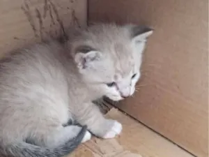 Gato raça SRD-ViraLata idade Abaixo de 2 meses nome nao possui nome ainda