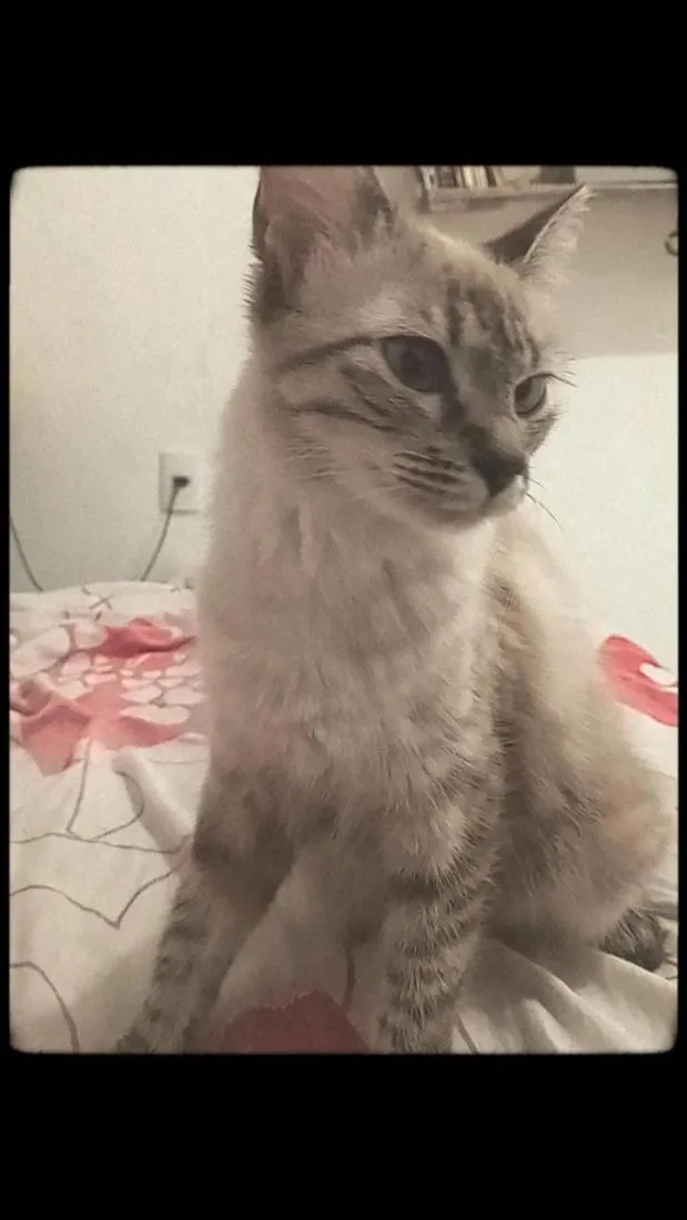 Gato raça SRD-ViraLata idade 7 a 11 meses nome jade 