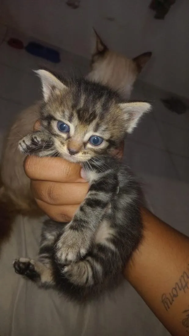 Gato raça SRD-ViraLata idade 7 a 11 meses nome jade 